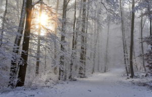 Stopping by Woods on a Snowy Evening Questions and Answers